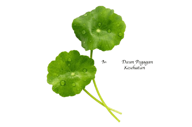 Jual Daun Pegagan di Semarang – Pusat Madu Semarang Toko Ardhina Herbal manfaat daun pegagan - ardhina herbal